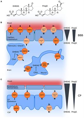 Neurosteroid Transport in the Brain: Role of ABC and SLC Transporters